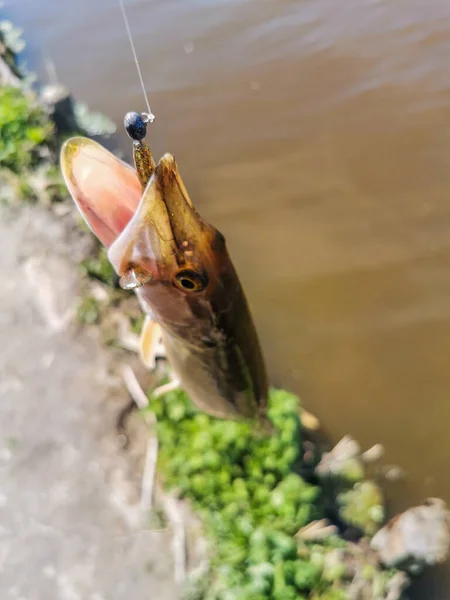 Pesca Descanso Rural Antecedentes Sobre Tema Recreação — Fotografia de Stock