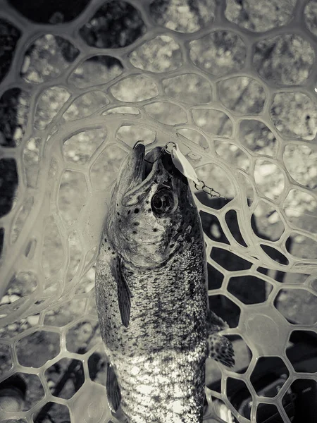 Vissen Visser Forel Achtergrond — Stockfoto