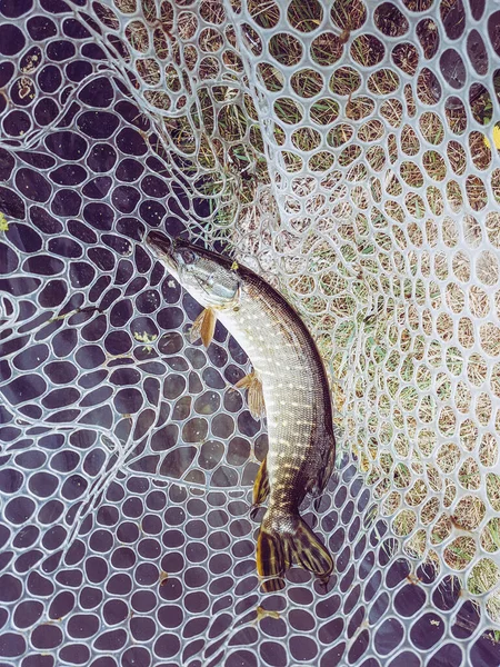 Fishing Fisherman Trout — Stock Photo, Image