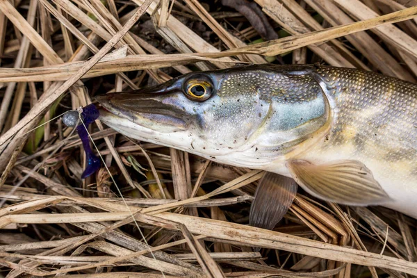 Fishing Sport Recreation Background — Stock Photo, Image