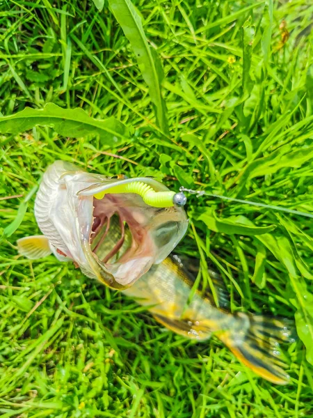 Pesca Descanso Rural Antecedentes Sobre Tema Recreação — Fotografia de Stock