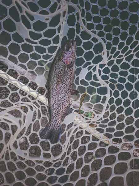 Antecedentes Sobre Tema Pesca — Foto de Stock