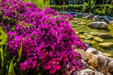 Güzel tatil beldesi. Yeşil ve çiçekler