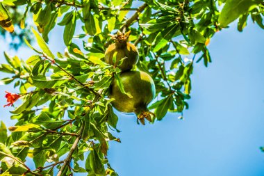 Deniz kenarındaki güzel resort peyzaj