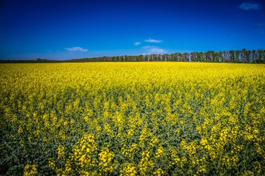 Kolza tohumu alan bir kız