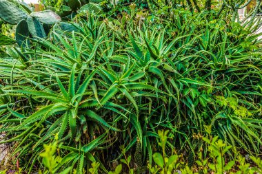 Güzel tatil beldesi. Yeşil ve çiçekler