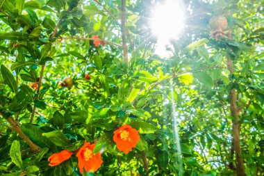 Deniz kenarındaki güzel resort peyzaj