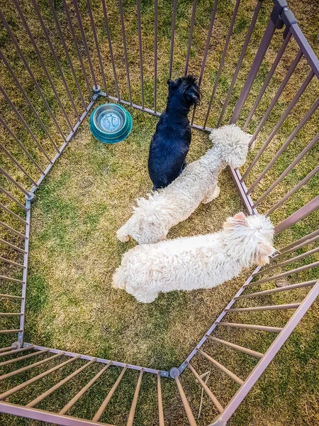 Drei Hunde Käfig — Stockfoto