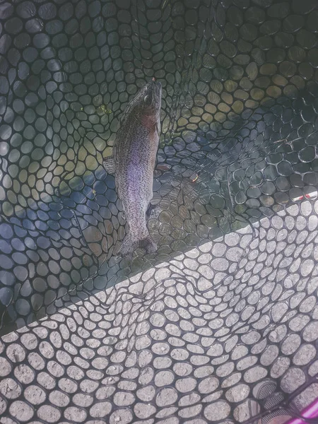 Fishing Fisherman Trout — Stock Photo, Image