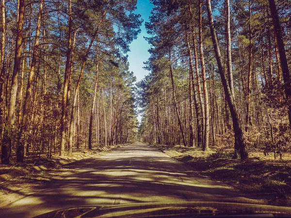 Krásná Lesní Cesta Pozadí — Stock fotografie