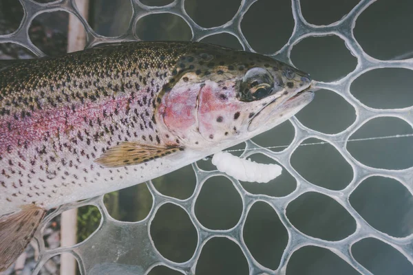 Pesca Truchas Lago — Foto de Stock