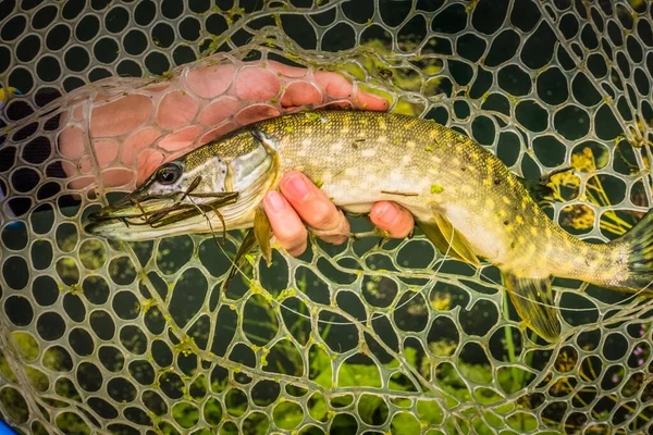 Pesca Del Luccio Sul Lago — Foto Stock