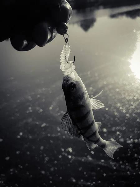 Zander Pêche Sur Fond Rivière — Photo