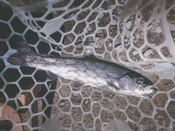 Fischerei Fischer Und Forellen — Stockfoto