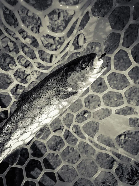 Łowienie Ryb Rybak Trout Background — Zdjęcie stockowe