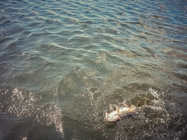 Pesca Sul Lago — Foto Stock