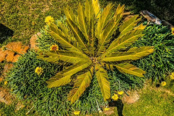 Gyönyörű Tengerparti Üdülőhely Zöld Virágok — Stock Fotó