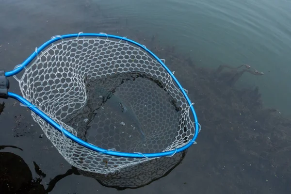 Forel Vissen Het Meer — Stockfoto