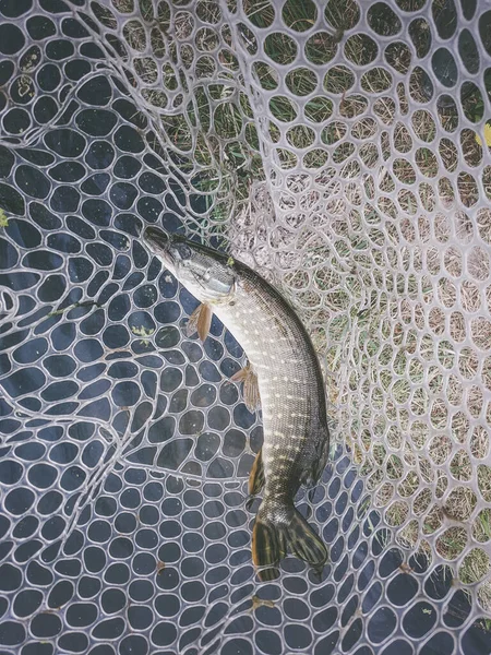 Fishing Fisherman Trout — Stock Photo, Image