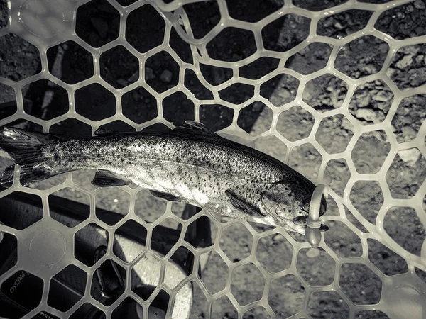 Pesca Pescador Trout Background —  Fotos de Stock