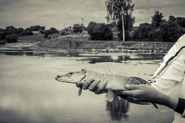 Pike Halászat Tavon — Stock Fotó