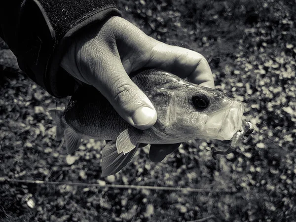 Gös Fiske Älv Bakgrund — Stockfoto