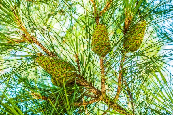 Schöne Badeort Landschaftsgestaltung Reise Hintergrund — Stockfoto