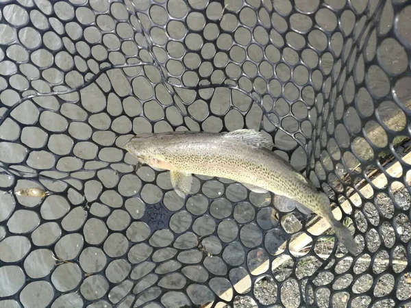 Pesca Esporte Recreação Fundo — Fotografia de Stock