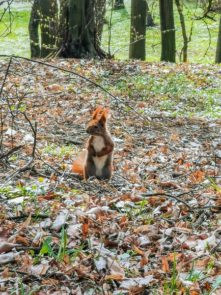 Veverka Parku Přírodní Zázemí — Stock fotografie