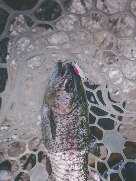 Fishing Fisherman Trout — Stock Photo, Image