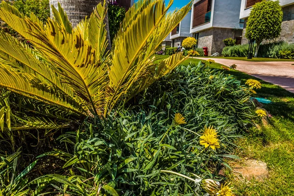 Beautiful Seaside Resort Green Flowers — Stock Photo, Image