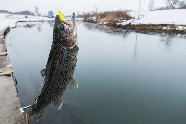 Forel Vissen Het Meer — Stockfoto