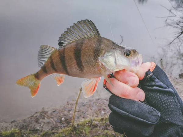 Contexte Thème Pêche — Photo