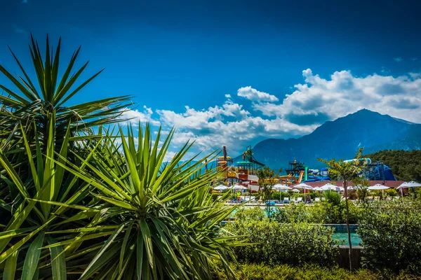 Beautiful Seaside Resort Green Flowers — Stock Photo, Image