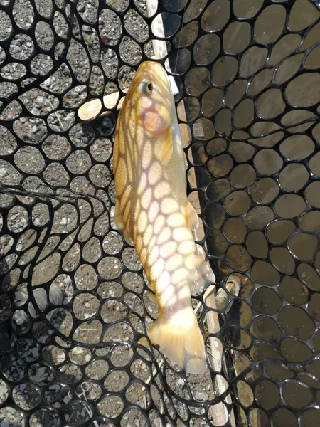 Pesca Esporte Recreação Fundo — Fotografia de Stock