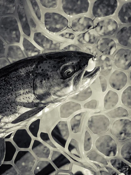 Balık Tutmaya Balıkçılık Alabalık — Stok fotoğraf