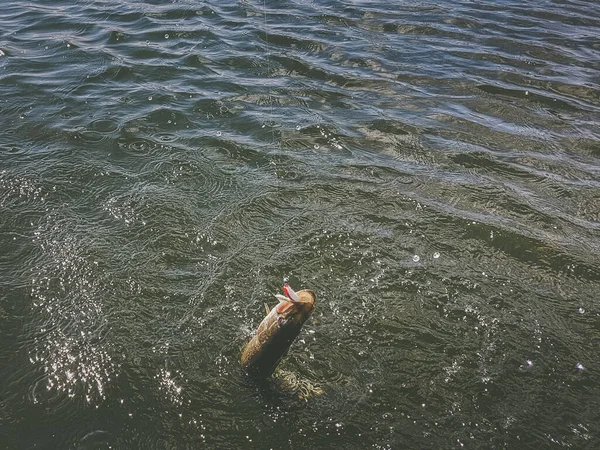 Angeln Auf Dem See — Stockfoto