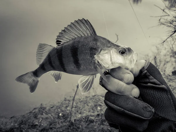 Background Fishing Theme — Stock Photo, Image