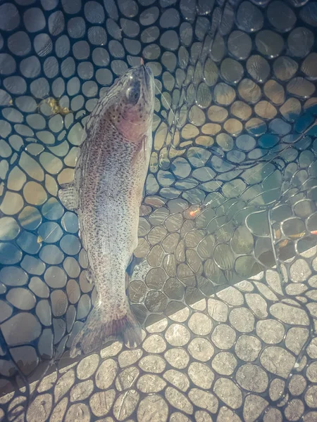 Pesca Pescador Trucha —  Fotos de Stock