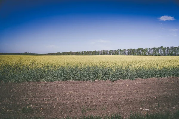 Una Ragazza Campo Colza — Foto Stock