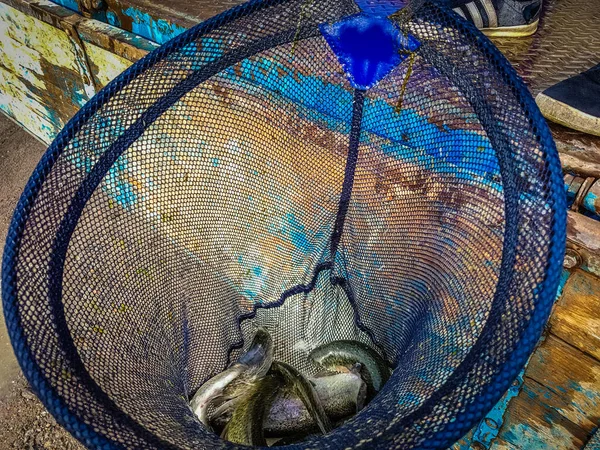 Рыбалка Рыбак Форель — стоковое фото