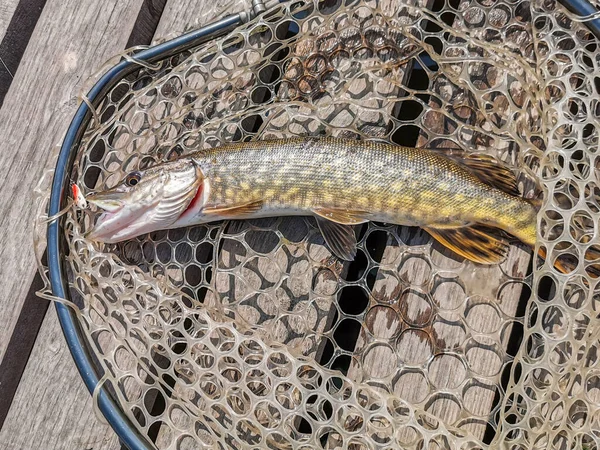 Pesca Descanso Rural Antecedentes Sobre Tema Recreação — Fotografia de Stock