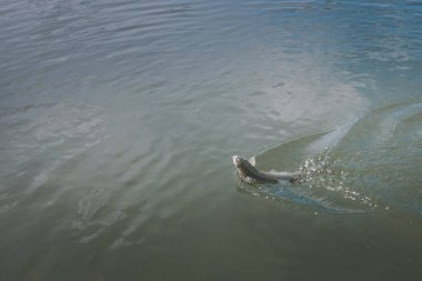 Gölde alabalık avı