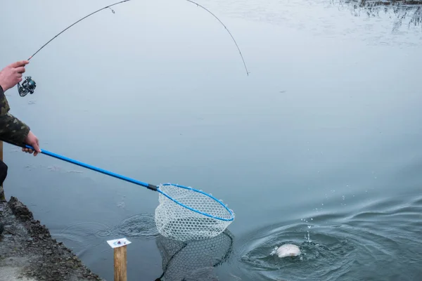 Forel Vissen Het Meer — Stockfoto