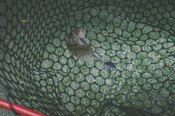 湖でのマス釣り — ストック写真