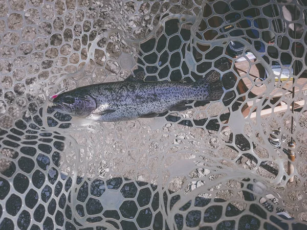 Рыбалка Рыбак Форель — стоковое фото