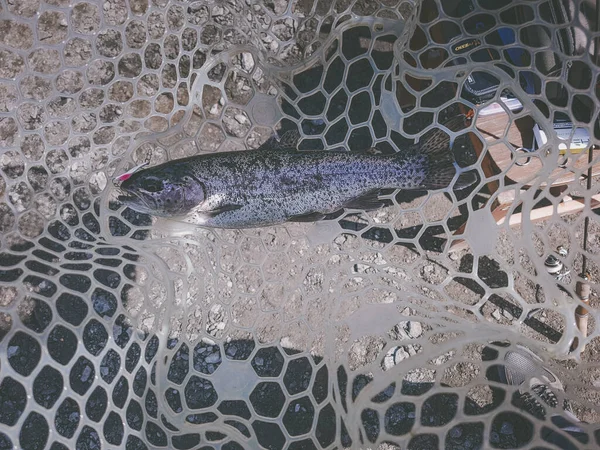 Fishing Fisherman Trout — Stock Photo, Image