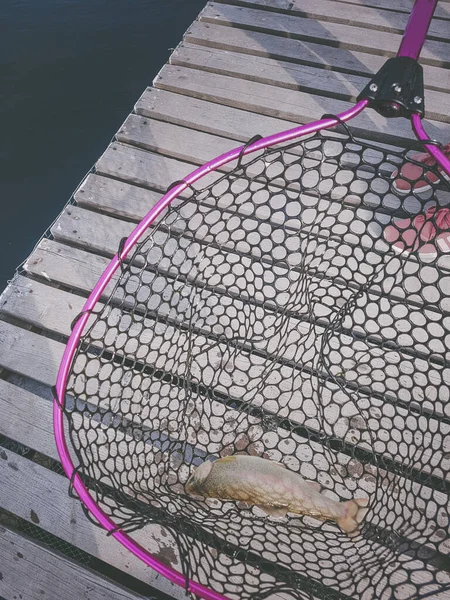 Fishing Fisherman Trout — Stock Photo, Image