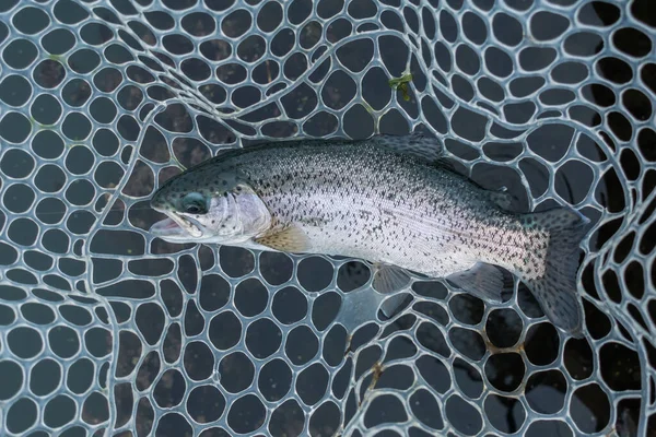 Pesca Alla Trota Sul Lago — Foto Stock