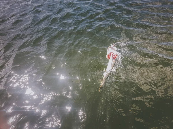 Angeln Auf Dem See — Stockfoto